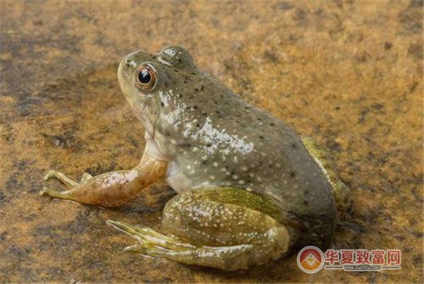 牛蛙养殖加盟